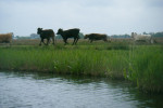 Dartel in de Lente!